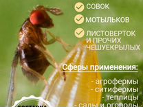 Трихограмма. trichogramma против совок