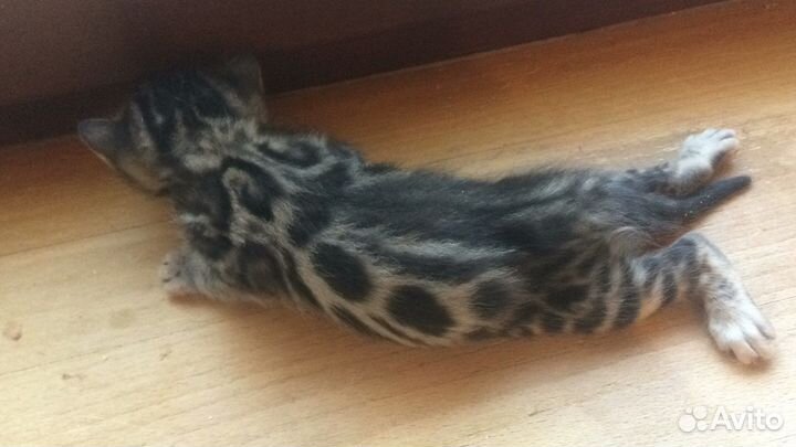 Бенгальские котята - милота зашкаливает
