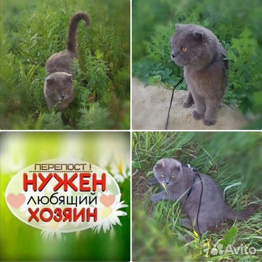 Вислоух ищет дом