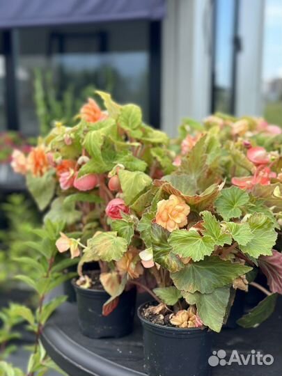 Цветочная рассада. Декор. Садовый центр