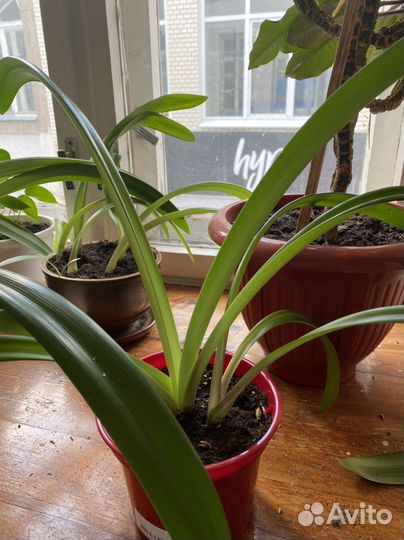 Гиппеаструм