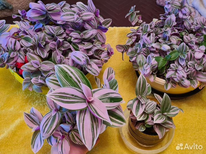 Нанук традесканция