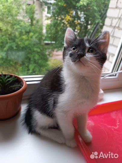 Котята в дар