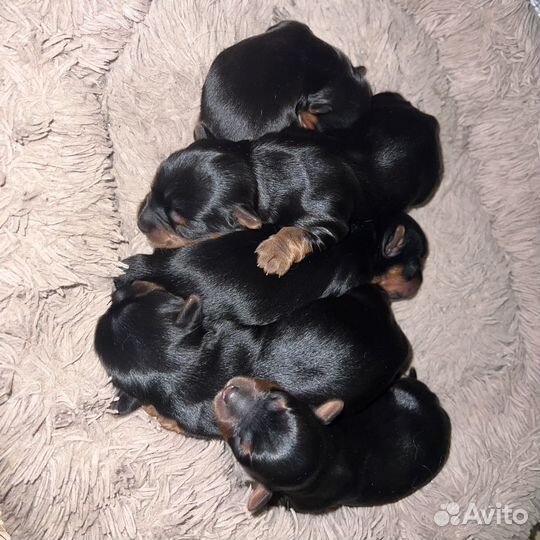 Йоркширский терьер щенки