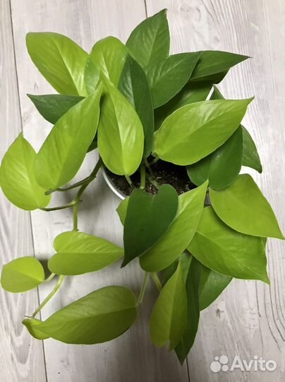 Эпипремнум Неон