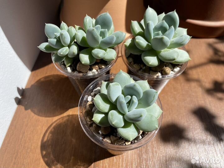 Суккуленты