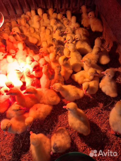 Гусята Линда