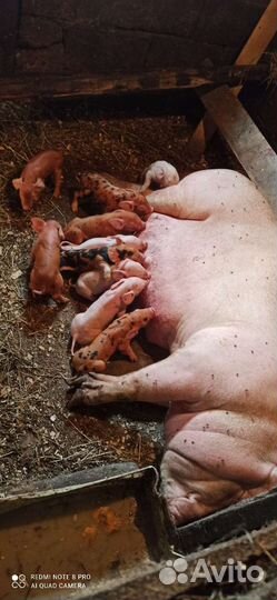 Услуги хряка