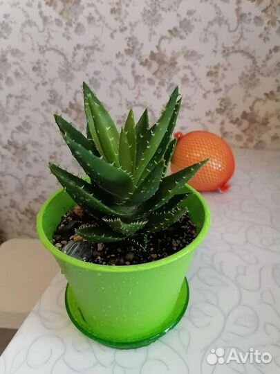 Алоэ сортовые, в новых горшках