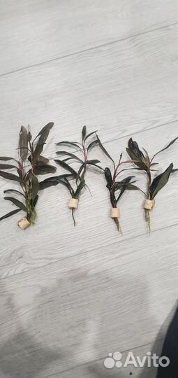 Буцефаландра