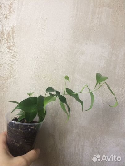 Фикус Вианди