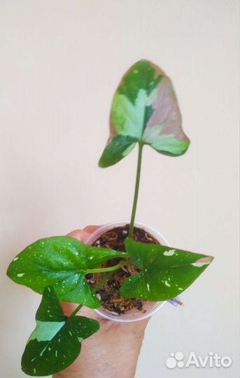 Сингониумы