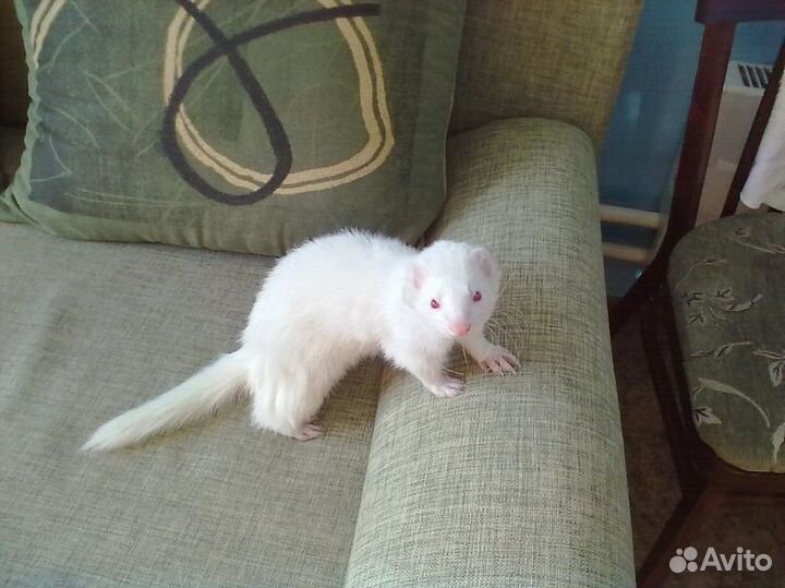 Хорек белый