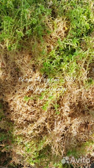 Мох сфагнум