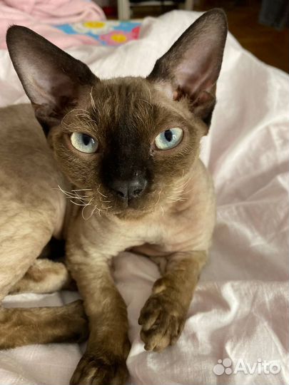 Кот девон-рекс