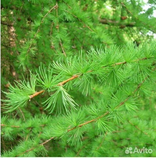 Лиственница европейская