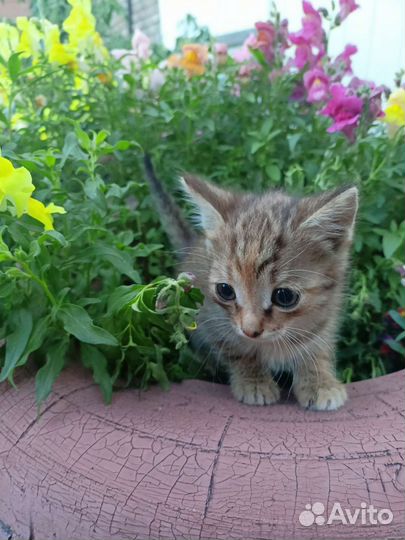 Котята отдам бесплатно