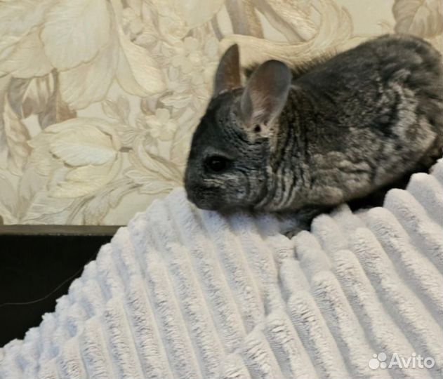 Шиншиллята мальчики