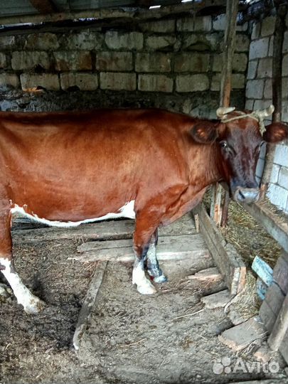 Корова стельная дойная