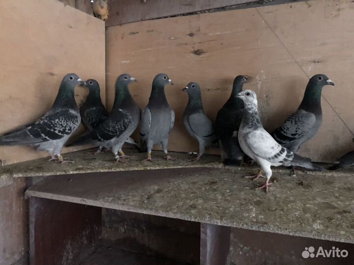 Спортивные голуби