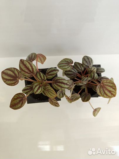 Пеперомия Пиккола Банда