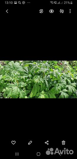 Саженцы каштана