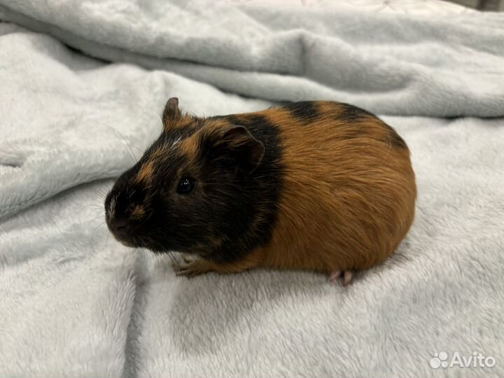 Морская свинка