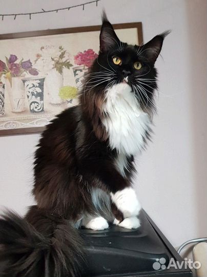 Мейн-кун девочки