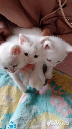 Домашние животные котята