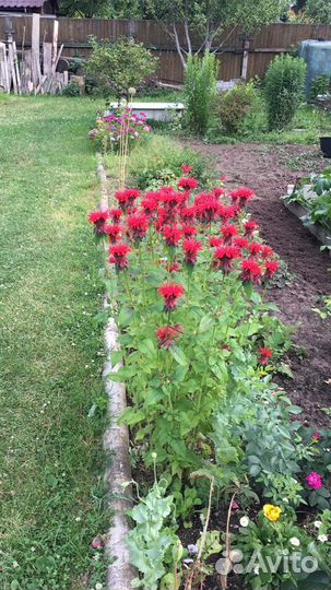 Монарда/эхинацея взрослый корень- быстро обрастает