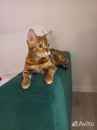 Бенгальские котята