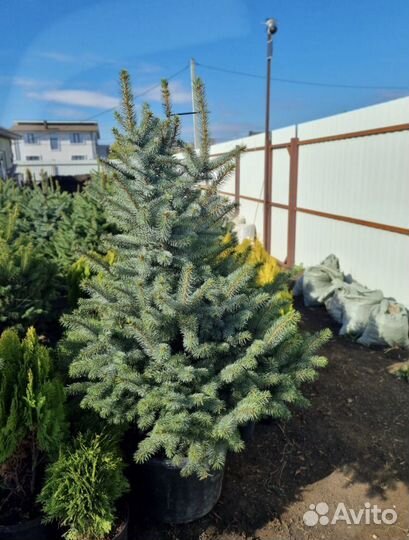 Красивая Ель Глаука