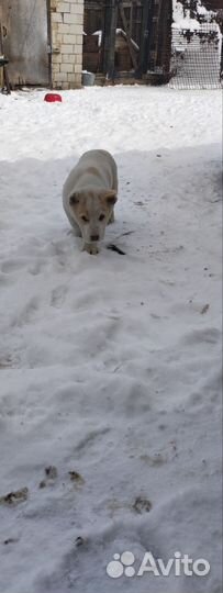 Щенки CAO (Алабай )