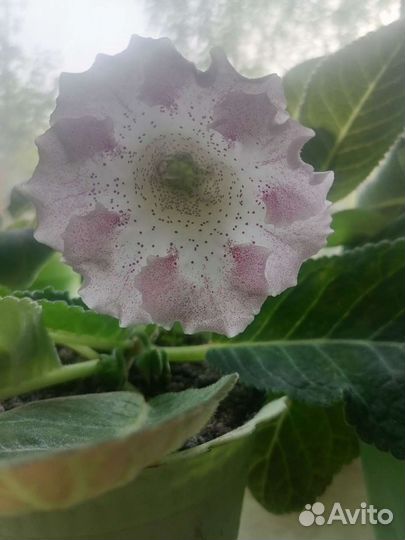 Глоксинии лист на срезку