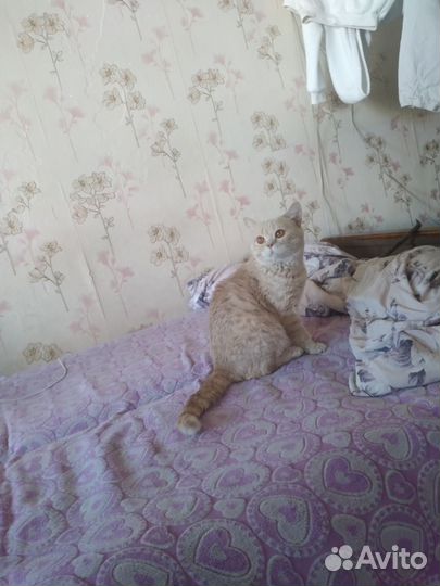 Британская кошка в дар