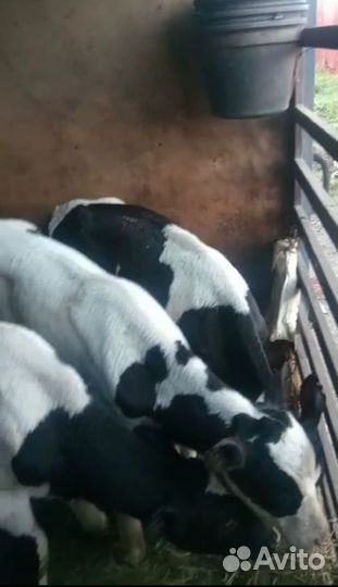 Бычки и телята