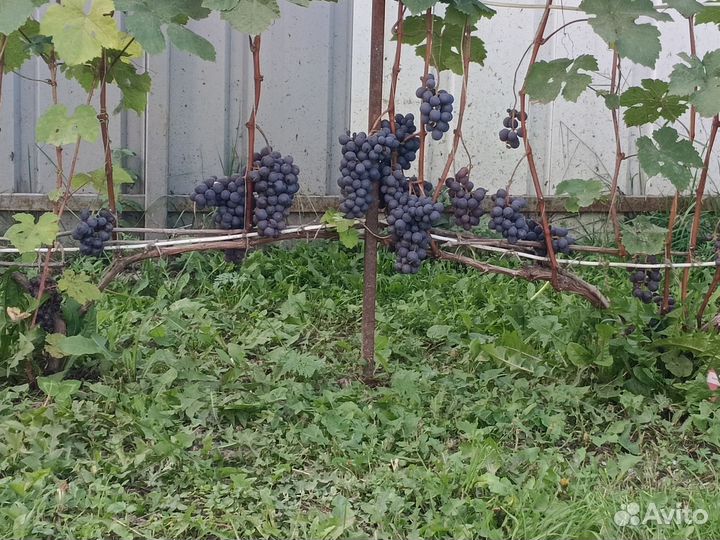 Виноград Гала