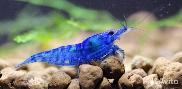 Аквариумные Креветки Blue Dream