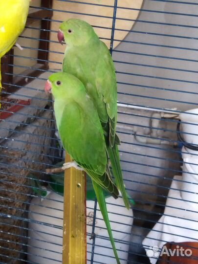 Ожереловый попугай