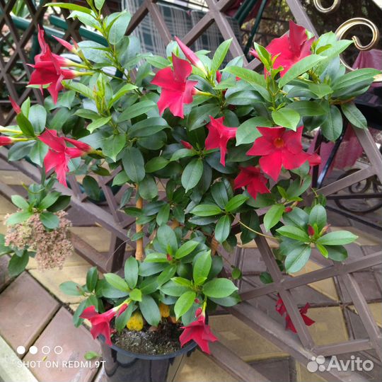 Диплодения