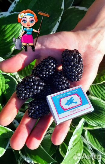 Саженцы Ежевики Безшипной