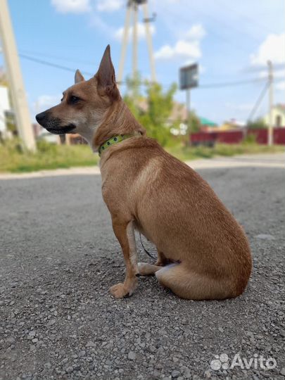 Собака маленькой породы