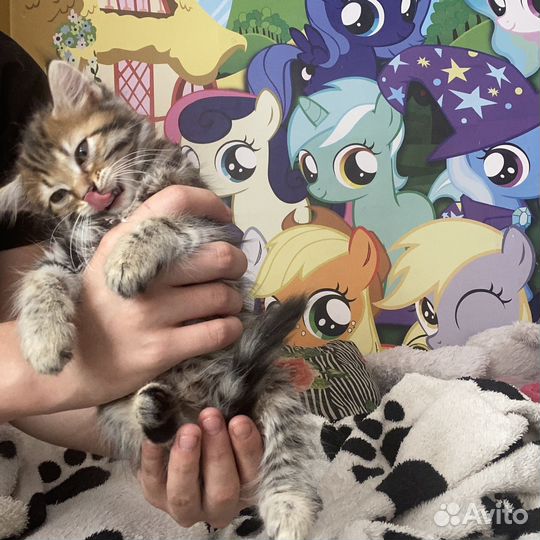 Кошка в дар бесплатно