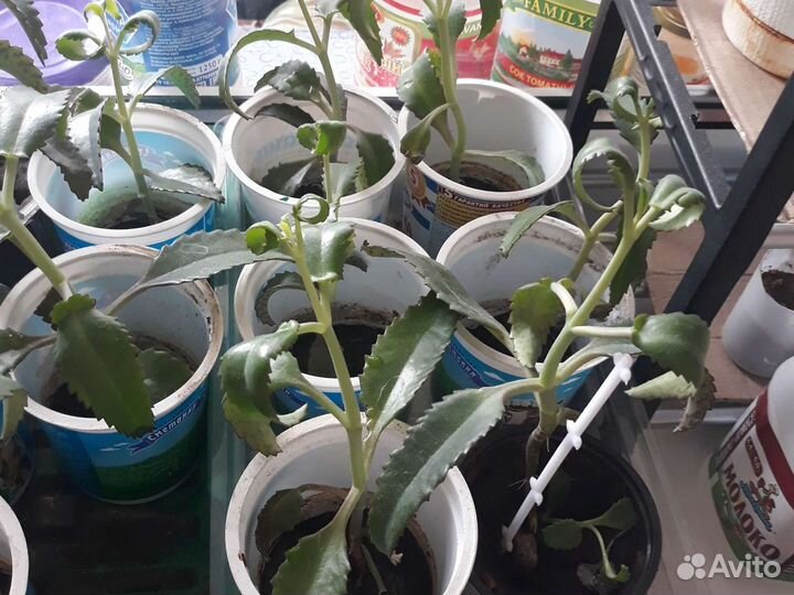 Каланхоэ,кактус и другие