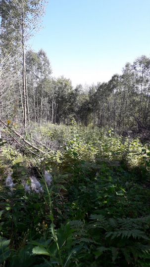 Участок 10 сот. (СНТ, ДНП)