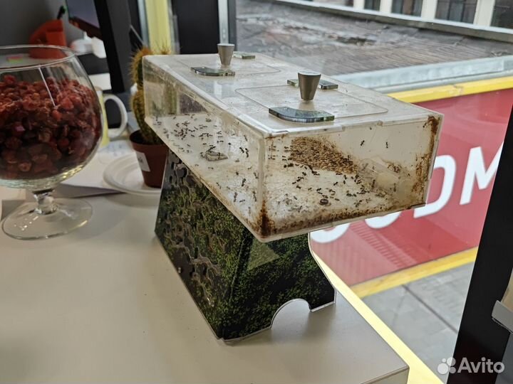 Муравьиная ферма с муравьями antplanet жнецы