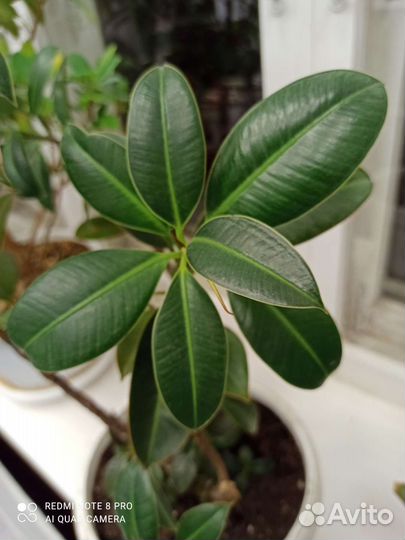 Фикус Мелани