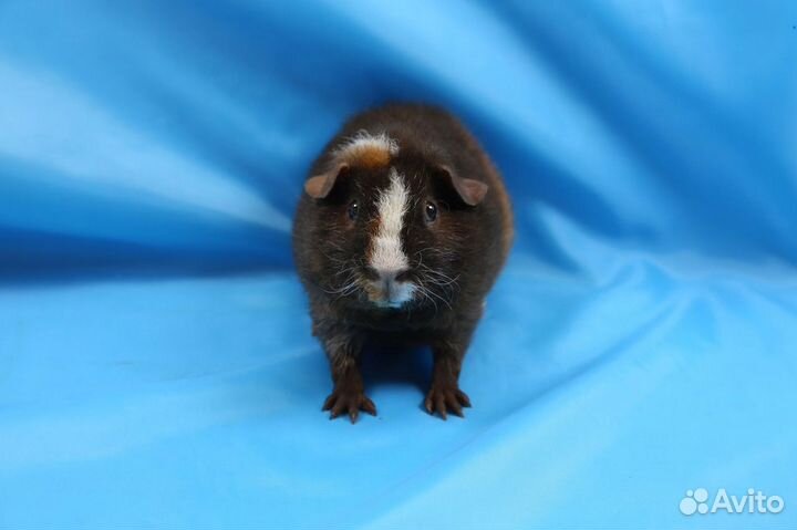 Морские Свинки Американский Тедди