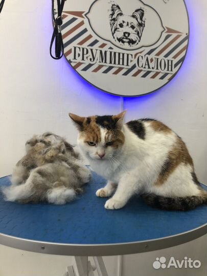Груминг кошек - стрижка/ вычес/ экспресс-линька