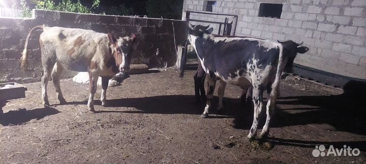 Тёлки бычок